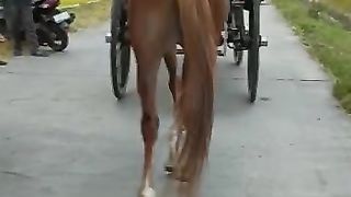 pretty pony