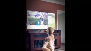 video funny animal part 12