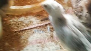 Indonesian native chicken