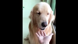 video funny animal part 13