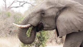 Animals 4k 52
