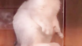 Cute Cat Reaction