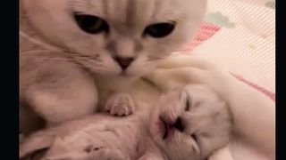 "Warm Embrace: Affectionate Cat Caring for a Child"