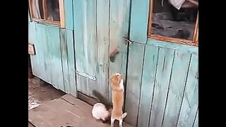 Funny Cats Clips in 30 Seconds 2