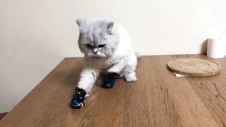 20 Minutes of Adorable Kittens | BEST Compilation
