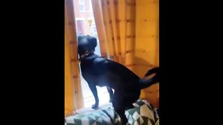 video funny animal part 14