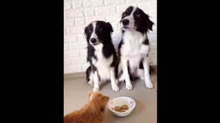 video funny animal part 15