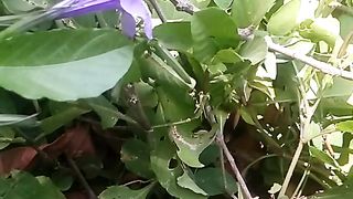 Animal flowers 3