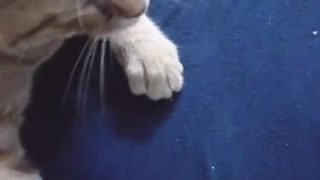 Car No Braincells- Orange Cat Funny Behavior Short Video