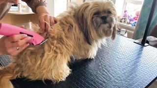 Amazing dog grooming