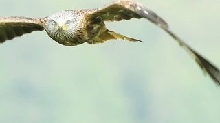 Red kite bird of prey flying in slow motion