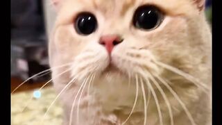 "Chubby Cute Cat: Adorable Chubby Cat's Cuteness!"