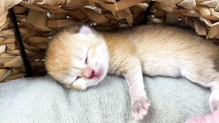 Kittens sleep very cute in unusual positions
