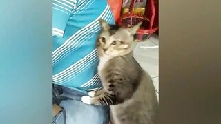 "Paws and Pranks: The Hilarious Chronicles of Whiskers the WonderCat"