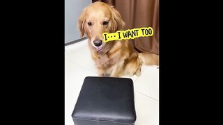 video funny animal part 16