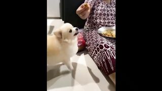 video funny animal part 17