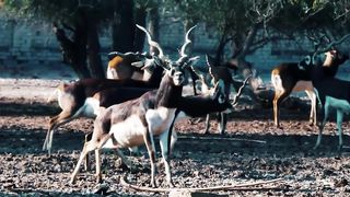 Animals 4k 53