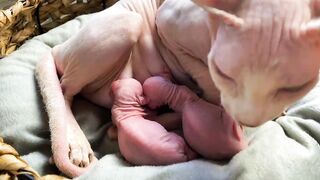 The hottest and tender hairless newborn kittens Canadian Sphynx