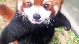 Red pandas have shot to fame for their adorable looks, but there's a lot more to these elusive animals than their kitten-like faces