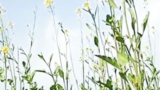 Amazing Nature Video | Nice View | #nature #viralshorts