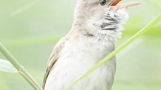 BIRD SOUNDS in SLOW MOTION,