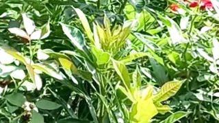 Calm and Relax Nature | Soothing Video | #nature #shorts