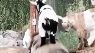 Cute animals 11