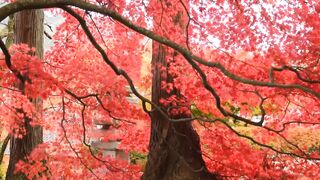 Buetifull garden video