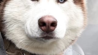 Beautiful Dog....