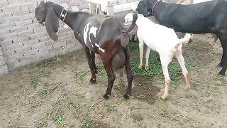 Goat Milk is very healthy