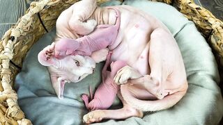 Hairless odd-eyed cat and her newborn hairless kittens Canadian Sphynx