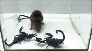 Brave Rat vs 3 Scorpion, Who will win?