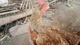 laying hen