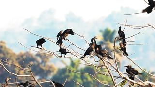 Animals 4k 54
