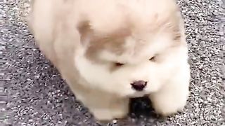 Cute pet debut plan
