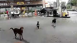Cachorro doido