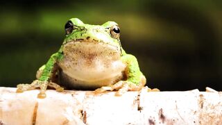 Animals 4k 55