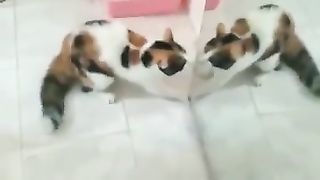 so_funny_moment_when_cat_in_front_of_mirror_????❗️check_pin_comment_????_#shorts_#funnycats(360p).