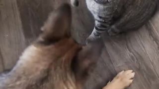funny_cat_and_dog_fights#shorts(720p).