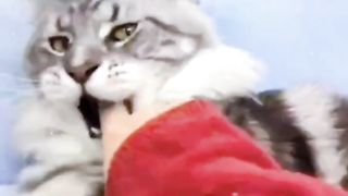 Cute cat 76