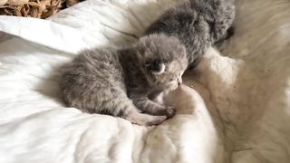 Hairless cat adopted someone else's kittens _ Kittens opened their eyes