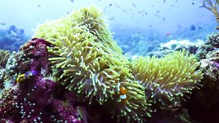 Animals 4k 56