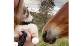 Funny Animals 33