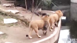 Lions funny ???? ????
