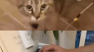 ???? Funny | Feline Harmony: Unleashing the Catsymphony | FunFM