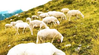 Animals 4k 57