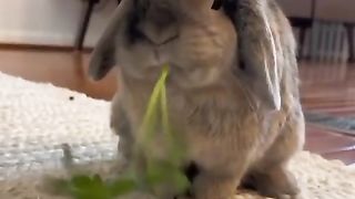 ???? Funny | Bunny Banquet: Hilarious Moments of This Bunny Eating | FunFM