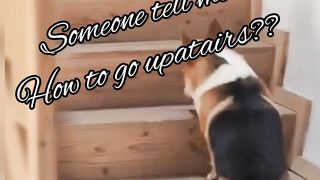 Cute dogs@Funtime24