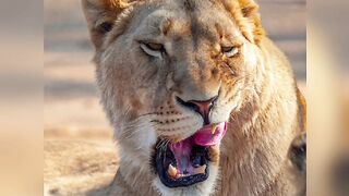 Real Lion in the City