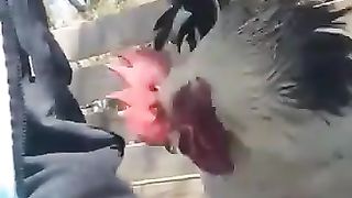 Chickens that need petting